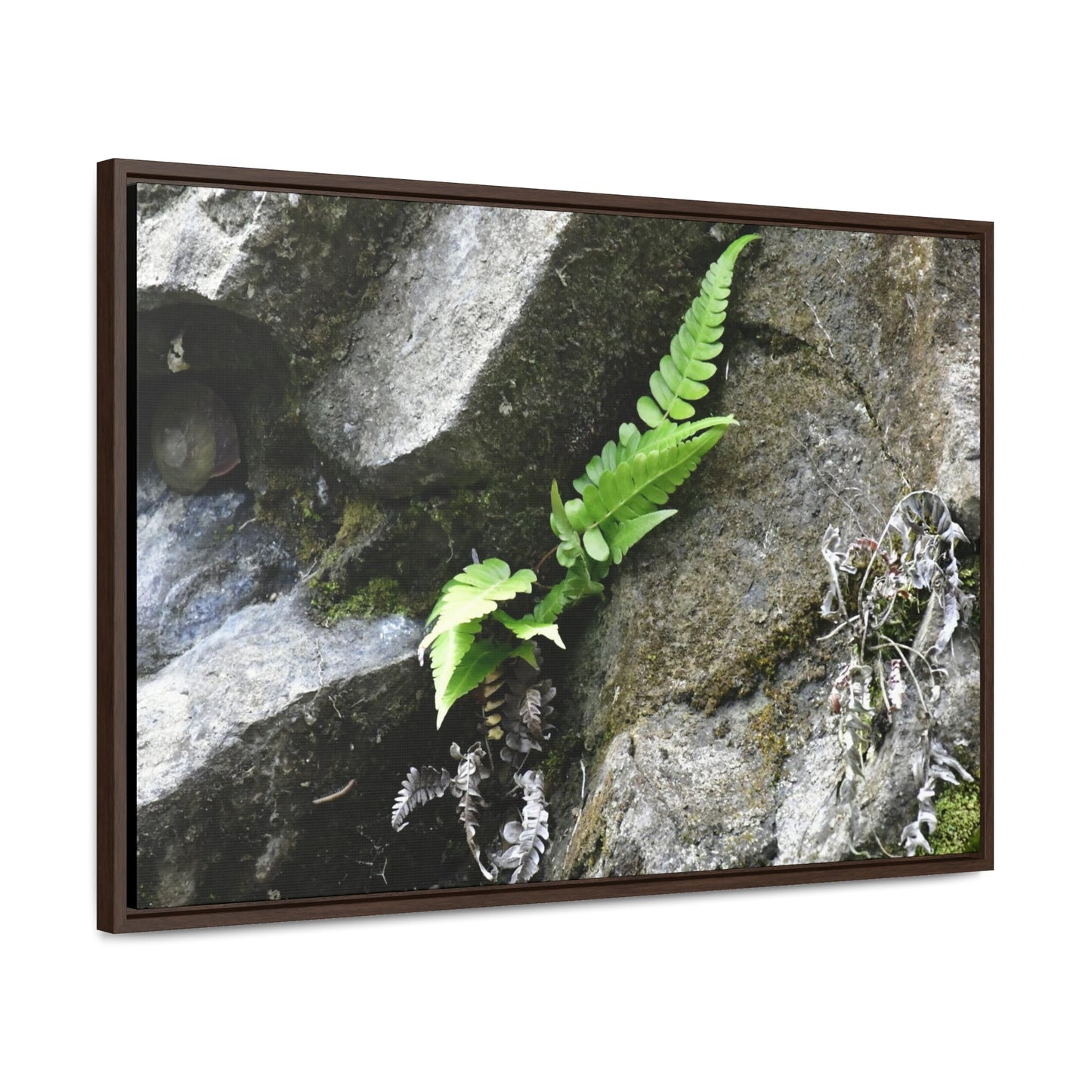 Rainforest Trails & Views - Gallery Canvas Wraps, Horizontal Frame - El Yunque National Forest - Puerto Rico - Rio Sabana a fern grows in a boulders crack due to frequent rains - Green Forest Home