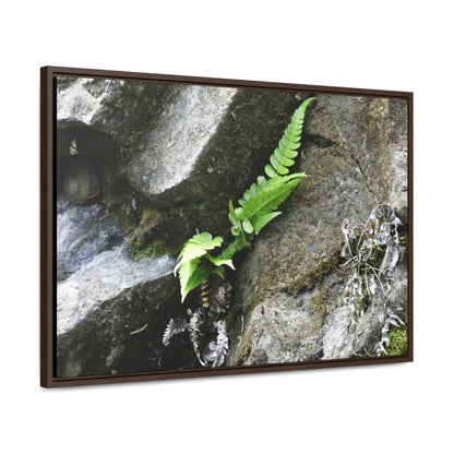 Rainforest Trails & Views - Gallery Canvas Wraps, Horizontal Frame - El Yunque National Forest - Puerto Rico - Rio Sabana a fern grows in a boulders crack due to frequent rains - Green Forest Home