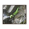 Rainforest Trails & Views - Gallery Canvas Wraps, Horizontal Frame - El Yunque National Forest - Puerto Rico - Rio Sabana a fern grows in a boulders crack due to frequent rains - Green Forest Home