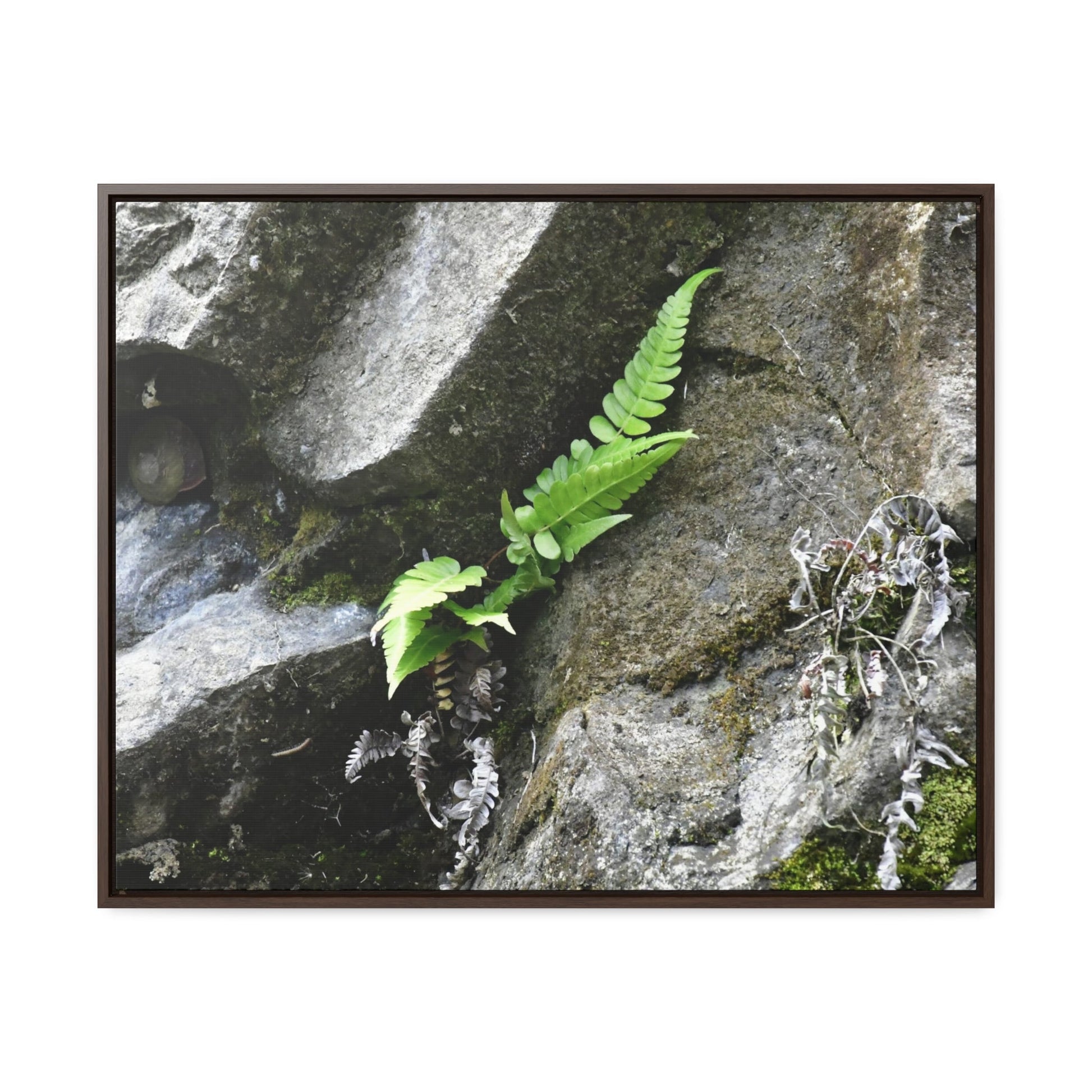 Rainforest Trails & Views - Gallery Canvas Wraps, Horizontal Frame - El Yunque National Forest - Puerto Rico - Rio Sabana a fern grows in a boulders crack due to frequent rains - Green Forest Home