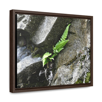 Rainforest Trails & Views - Gallery Canvas Wraps, Horizontal Frame - El Yunque National Forest - Puerto Rico - Rio Sabana a fern grows in a boulders crack due to frequent rains - Green Forest Home