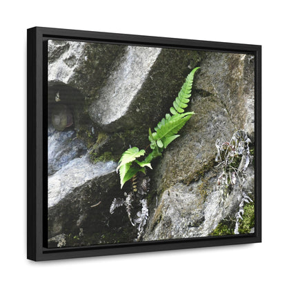 Rainforest Trails & Views - Gallery Canvas Wraps, Horizontal Frame - El Yunque National Forest - Puerto Rico - Rio Sabana a fern grows in a boulders crack due to frequent rains - Green Forest Home