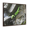 Rainforest Trails & Views - Gallery Canvas Wraps, Horizontal Frame - El Yunque National Forest - Puerto Rico - Rio Sabana a fern grows in a boulders crack due to frequent rains - Green Forest Home