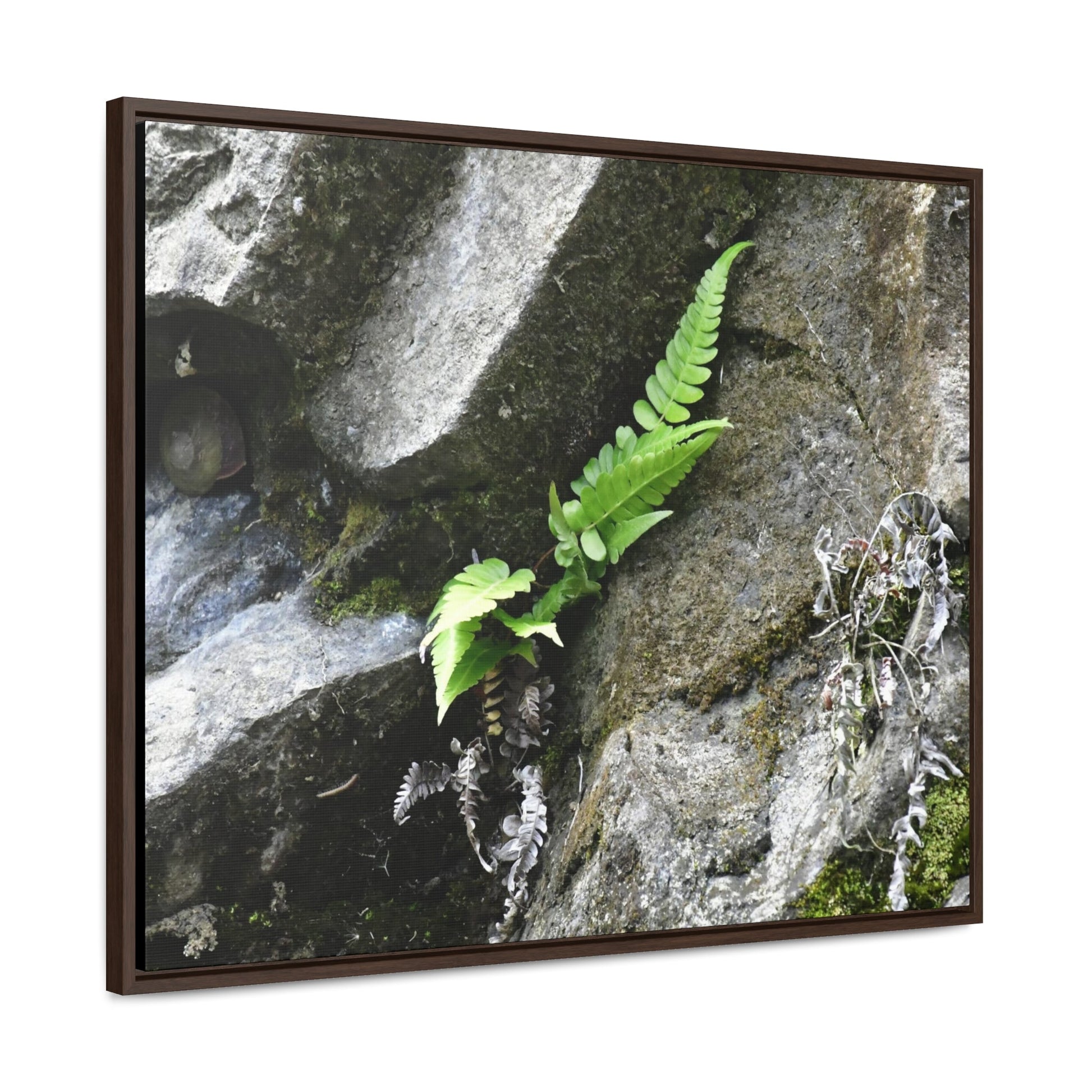Rainforest Trails & Views - Gallery Canvas Wraps, Horizontal Frame - El Yunque National Forest - Puerto Rico - Rio Sabana a fern grows in a boulders crack due to frequent rains - Green Forest Home