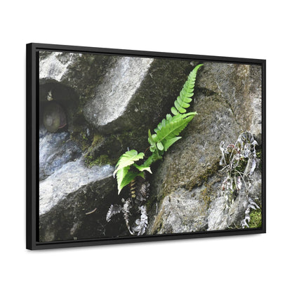 Rainforest Trails & Views - Gallery Canvas Wraps, Horizontal Frame - El Yunque National Forest - Puerto Rico - Rio Sabana a fern grows in a boulders crack due to frequent rains - Green Forest Home