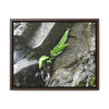 Rainforest Trails & Views - Gallery Canvas Wraps, Horizontal Frame - El Yunque National Forest - Puerto Rico - Rio Sabana a fern grows in a boulders crack due to frequent rains - Green Forest Home
