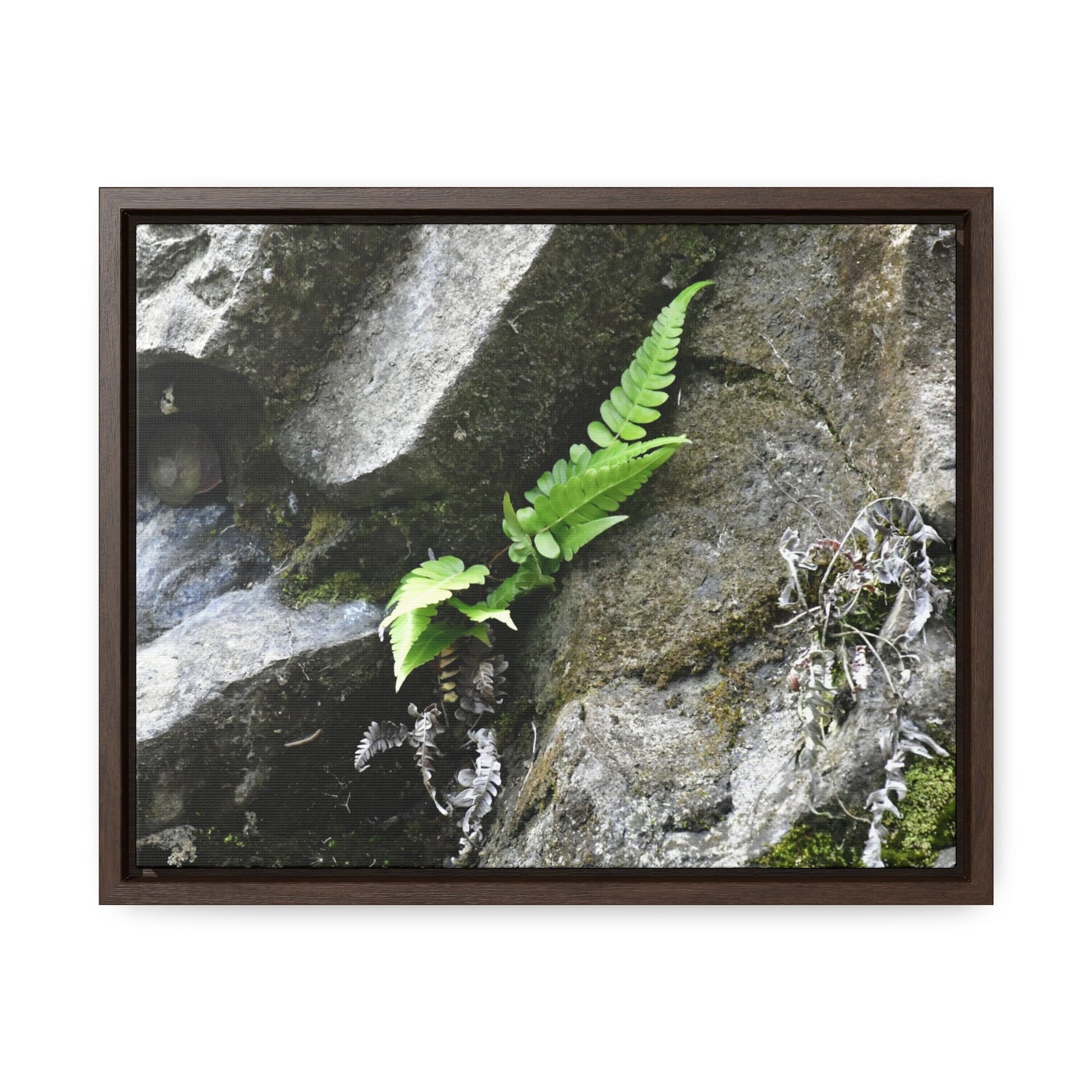 Rainforest Trails & Views - Gallery Canvas Wraps, Horizontal Frame - El Yunque National Forest - Puerto Rico - Rio Sabana a fern grows in a boulders crack due to frequent rains - Green Forest Home