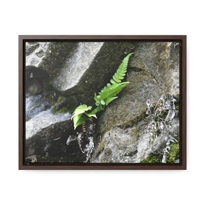 Rainforest Trails & Views - Gallery Canvas Wraps, Horizontal Frame - El Yunque National Forest - Puerto Rico - Rio Sabana a fern grows in a boulders crack due to frequent rains - Green Forest Home