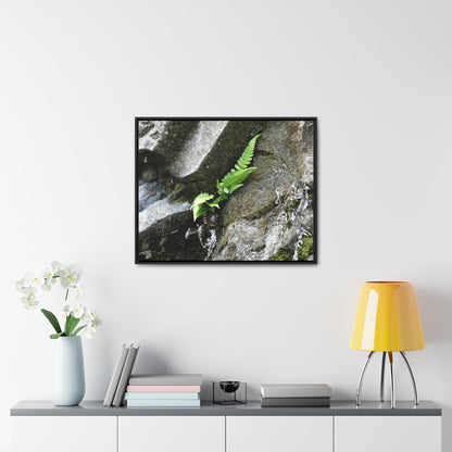 Rainforest Trails & Views - Gallery Canvas Wraps, Horizontal Frame - El Yunque National Forest - Puerto Rico - Rio Sabana a fern grows in a boulders crack due to frequent rains - Green Forest Home