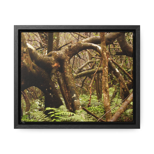 Rainforest Trails & Views - Gallery Canvas Wraps, Horizontal Frame - El Yunque National Forest - Puerto Rico - Rio Sabana = amazing tangle of trees roots - Green Forest Home
