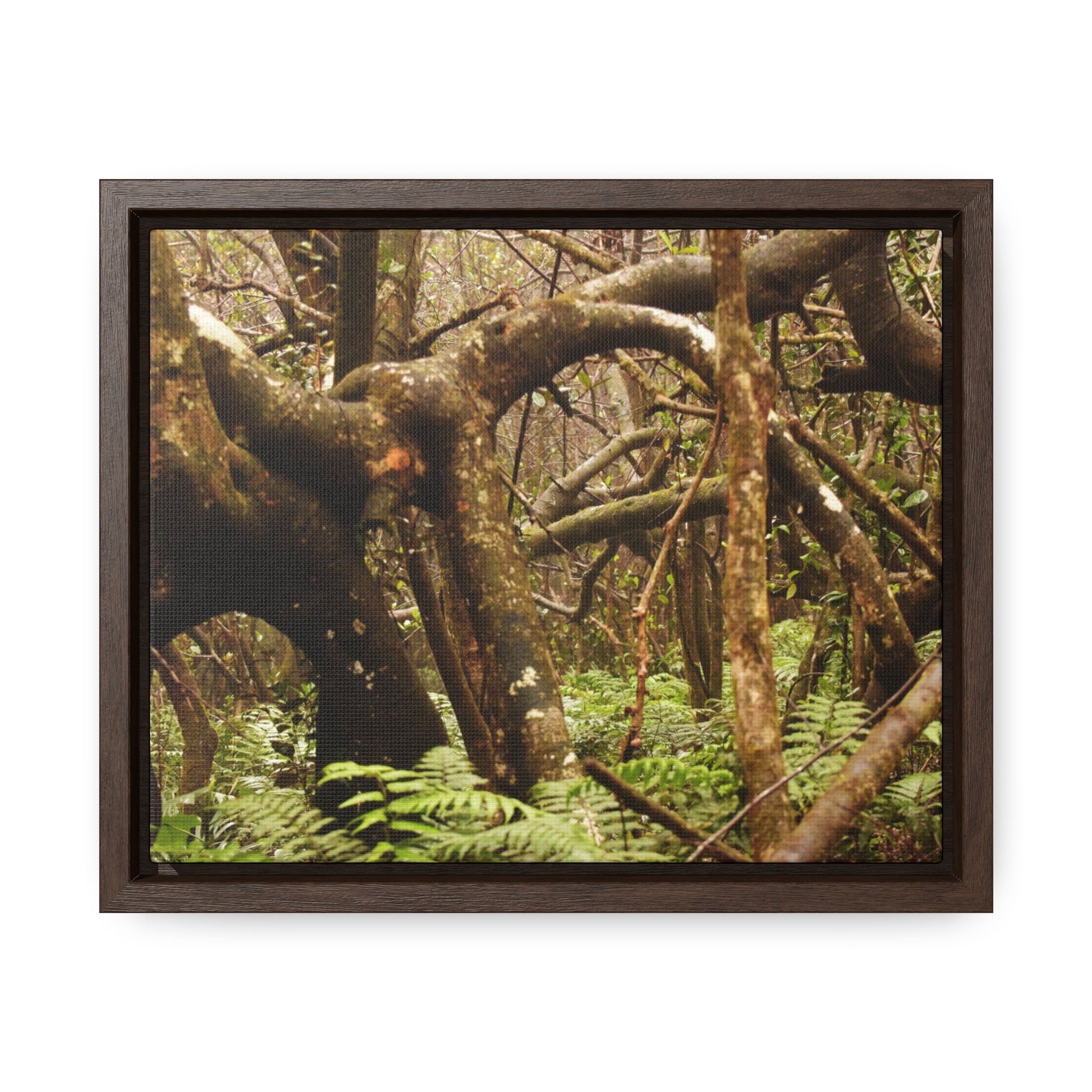 Rainforest Trails & Views - Gallery Canvas Wraps, Horizontal Frame - El Yunque National Forest - Puerto Rico - Rio Sabana = amazing tangle of trees roots - Green Forest Home
