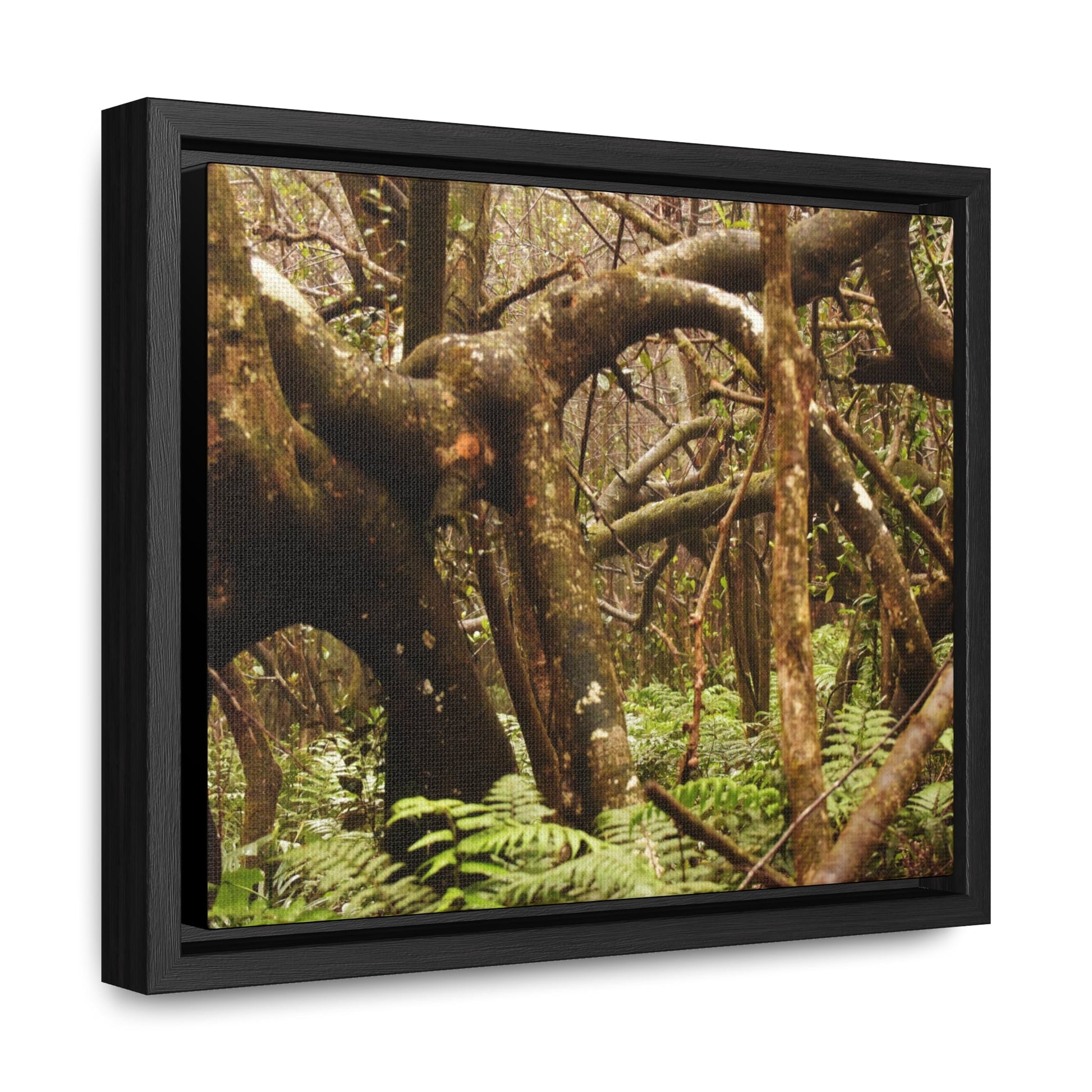 Rainforest Trails & Views - Gallery Canvas Wraps, Horizontal Frame - El Yunque National Forest - Puerto Rico - Rio Sabana = amazing tangle of trees roots - Green Forest Home