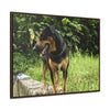 Rainforest Trails & Views - Gallery Canvas Wraps, Horizontal Frame - El Yunque National Forest - Puerto Rico - Rio Sabana Cubuy River - Firo the dog explorer - Green Forest Home