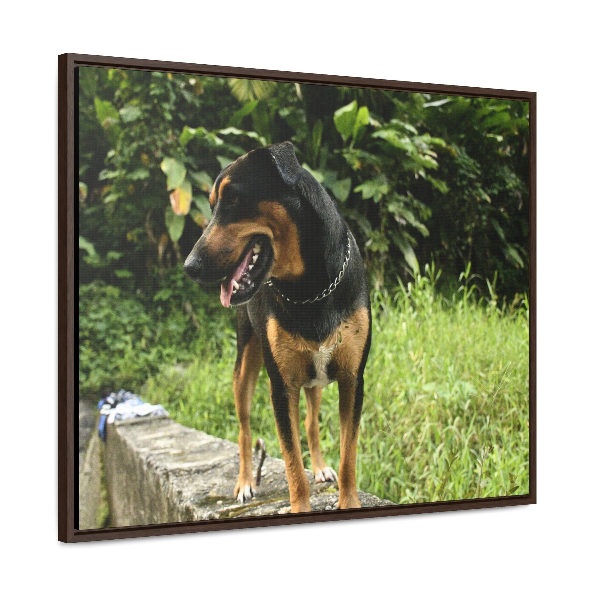 Rainforest Trails & Views - Gallery Canvas Wraps, Horizontal Frame - El Yunque National Forest - Puerto Rico - Rio Sabana Cubuy River - Firo the dog explorer - Green Forest Home
