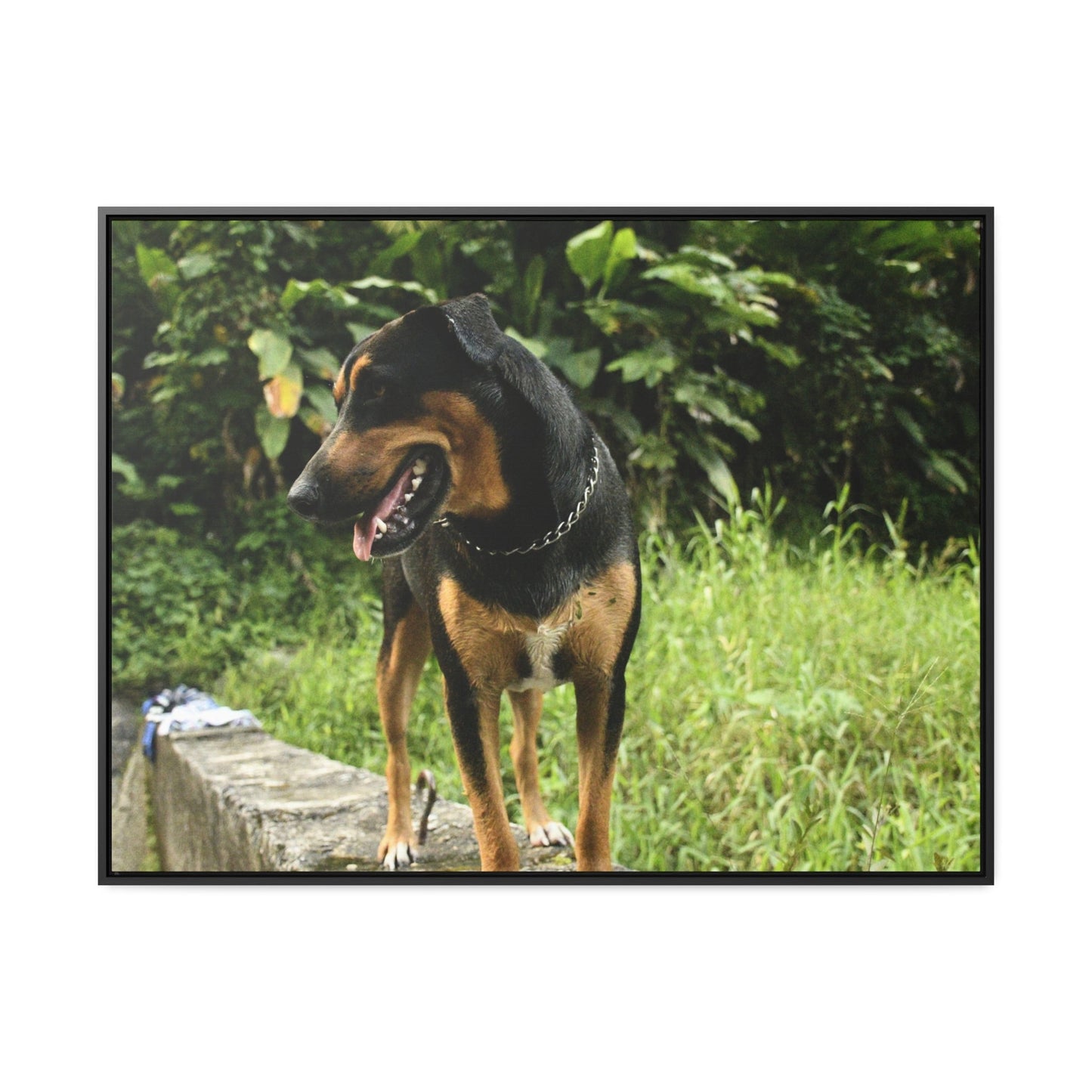 Rainforest Trails & Views - Gallery Canvas Wraps, Horizontal Frame - El Yunque National Forest - Puerto Rico - Rio Sabana Cubuy River - Firo the dog explorer - Green Forest Home