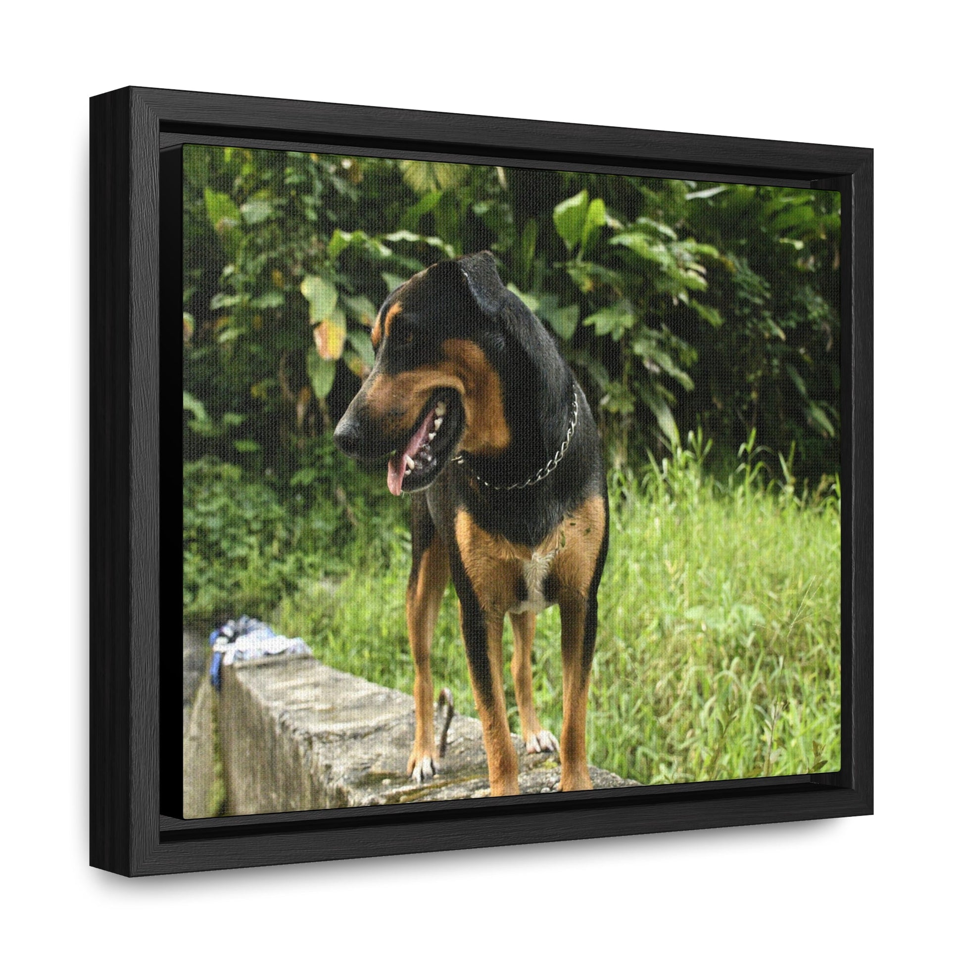 Rainforest Trails & Views - Gallery Canvas Wraps, Horizontal Frame - El Yunque National Forest - Puerto Rico - Rio Sabana Cubuy River - Firo the dog explorer - Green Forest Home