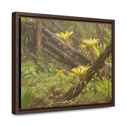 Rainforest Trails & Views - Gallery Canvas Wraps, Horizontal Frame - El Yunque National Forest - Puerto Rico - Rio Sabana Fallen Trees with bromeliads after Hurricane Maria - Green Forest Home