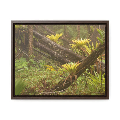 Rainforest Trails & Views - Gallery Canvas Wraps, Horizontal Frame - El Yunque National Forest - Puerto Rico - Rio Sabana Fallen Trees with bromeliads after Hurricane Maria - Green Forest Home
