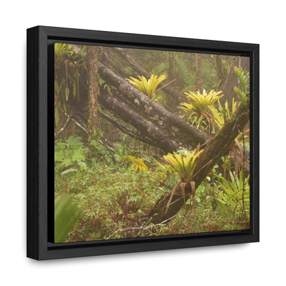Rainforest Trails & Views - Gallery Canvas Wraps, Horizontal Frame - El Yunque National Forest - Puerto Rico - Rio Sabana Fallen Trees with bromeliads after Hurricane Maria - Green Forest Home