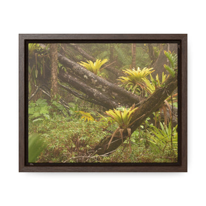 Rainforest Trails & Views - Gallery Canvas Wraps, Horizontal Frame - El Yunque National Forest - Puerto Rico - Rio Sabana Fallen Trees with bromeliads after Hurricane Maria - Green Forest Home