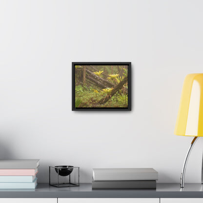 Rainforest Trails & Views - Gallery Canvas Wraps, Horizontal Frame - El Yunque National Forest - Puerto Rico - Rio Sabana Fallen Trees with bromeliads after Hurricane Maria - Green Forest Home