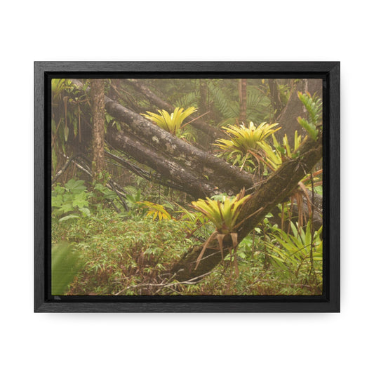 Rainforest Trails & Views - Gallery Canvas Wraps, Horizontal Frame - El Yunque National Forest - Puerto Rico - Rio Sabana Fallen Trees with bromeliads after Hurricane Maria - Green Forest Home