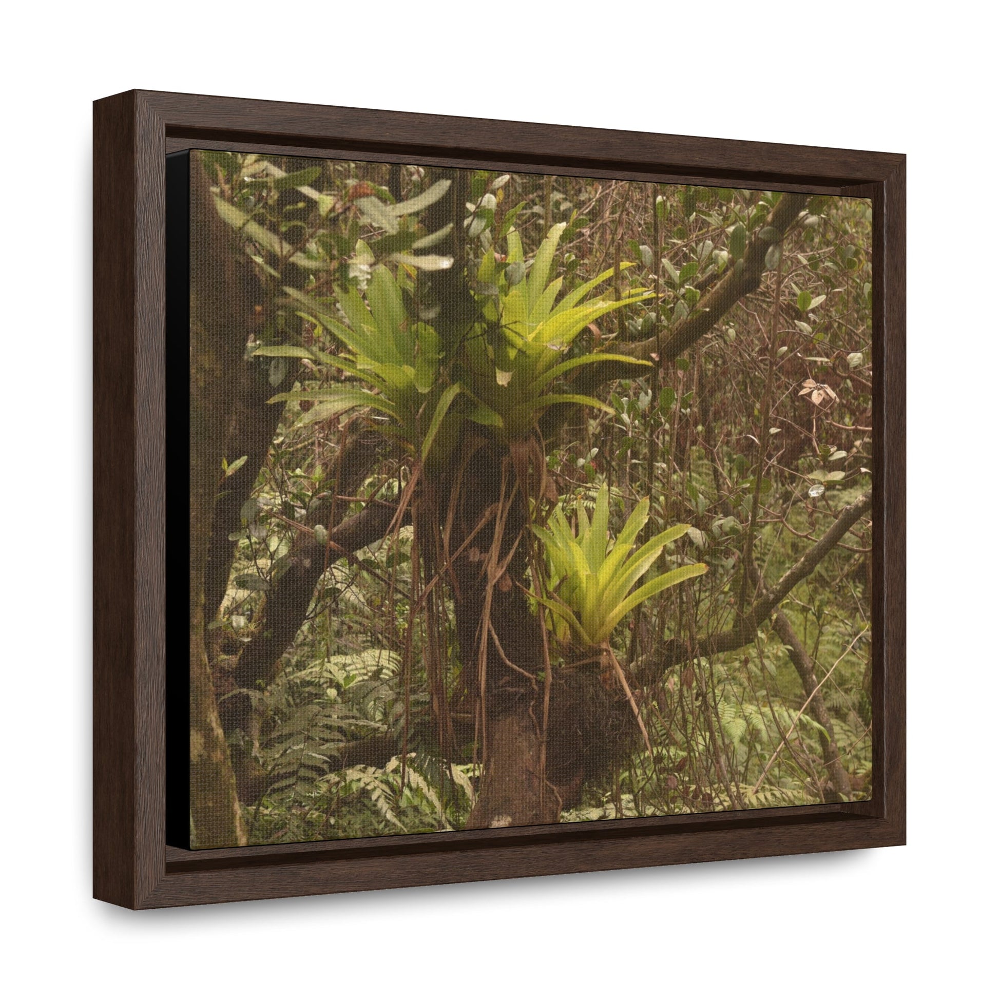 Rainforest Trails & Views - Gallery Canvas Wraps, Horizontal Frame - El Yunque National Forest - Puerto Rico - Rio Sabana Green Bromeliads - an AIR plant - Green Forest Home