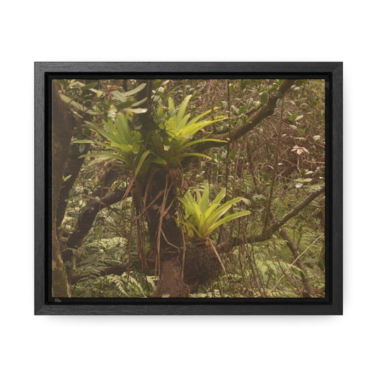 Rainforest Trails & Views - Gallery Canvas Wraps, Horizontal Frame - El Yunque National Forest - Puerto Rico - Rio Sabana Green Bromeliads - an AIR plant - Green Forest Home