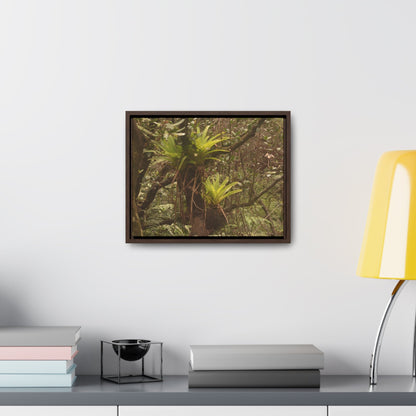 Rainforest Trails & Views - Gallery Canvas Wraps, Horizontal Frame - El Yunque National Forest - Puerto Rico - Rio Sabana Green Bromeliads - an AIR plant - Green Forest Home