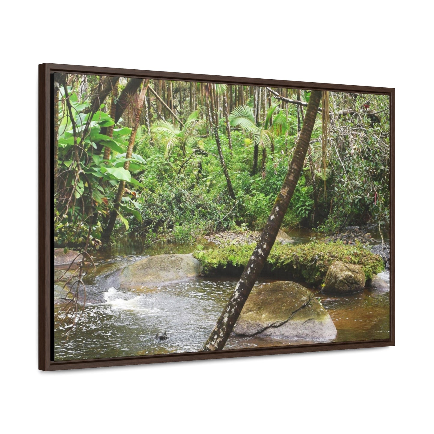 Rainforest Trails & Views - Gallery Canvas Wraps, Horizontal Frame - El Yunque National Forest - Puerto Rico - Rio Sabana hidden pond closeup - Green Forest Home