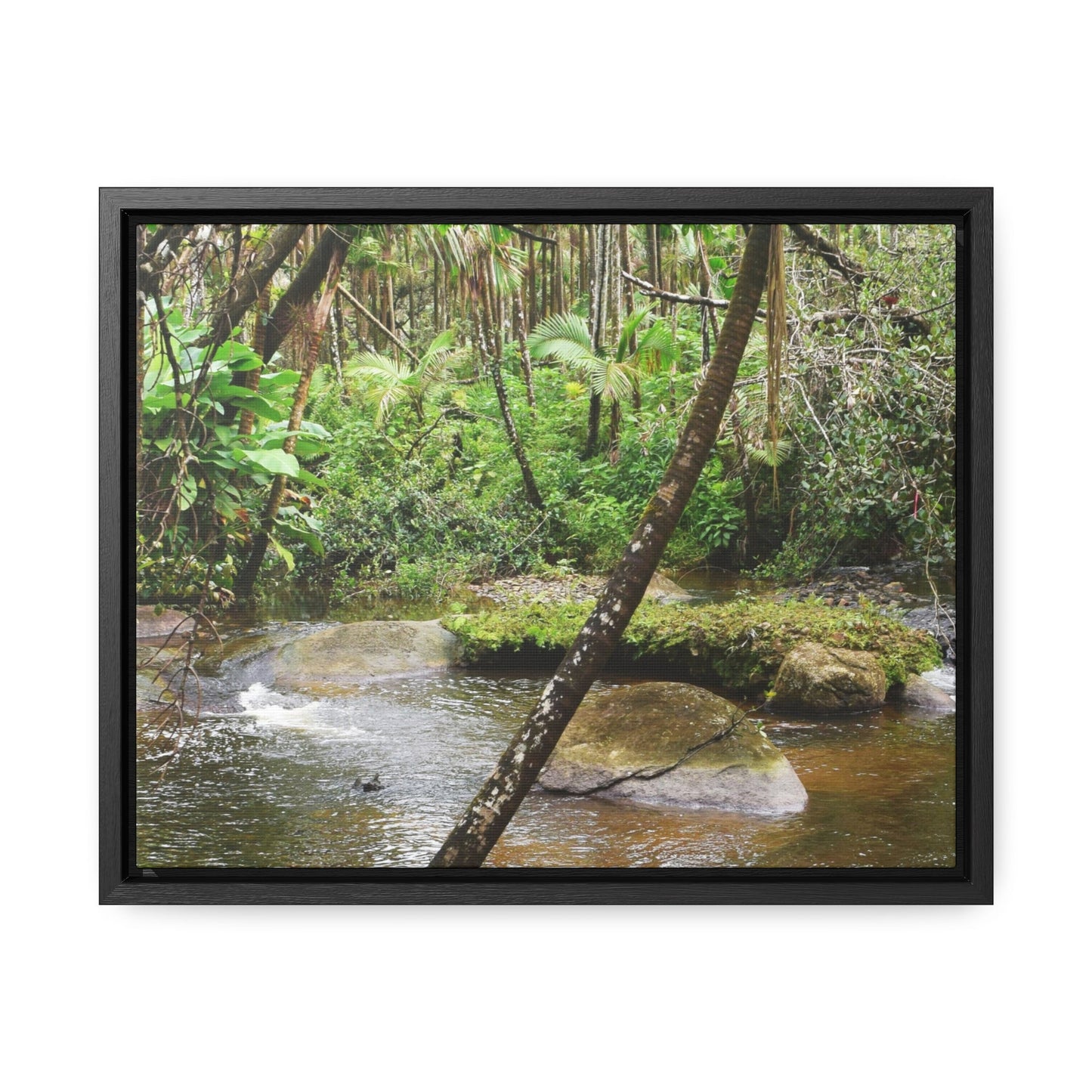 Rainforest Trails & Views - Gallery Canvas Wraps, Horizontal Frame - El Yunque National Forest - Puerto Rico - Rio Sabana hidden pond closeup - Green Forest Home