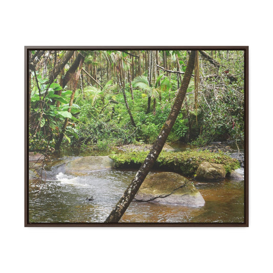 Rainforest Trails & Views - Gallery Canvas Wraps, Horizontal Frame - El Yunque National Forest - Puerto Rico - Rio Sabana hidden pond closeup - Green Forest Home