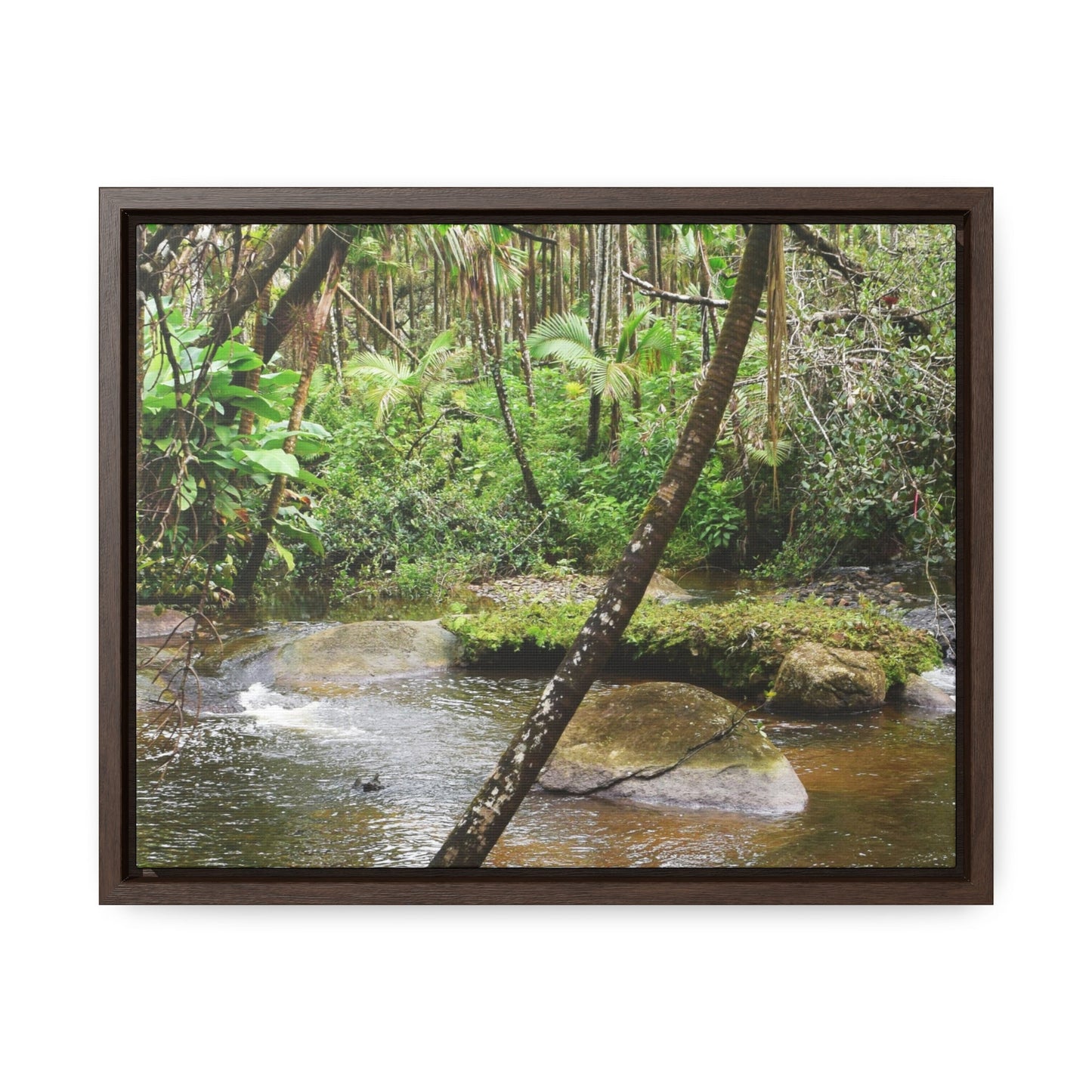 Rainforest Trails & Views - Gallery Canvas Wraps, Horizontal Frame - El Yunque National Forest - Puerto Rico - Rio Sabana hidden pond closeup - Green Forest Home
