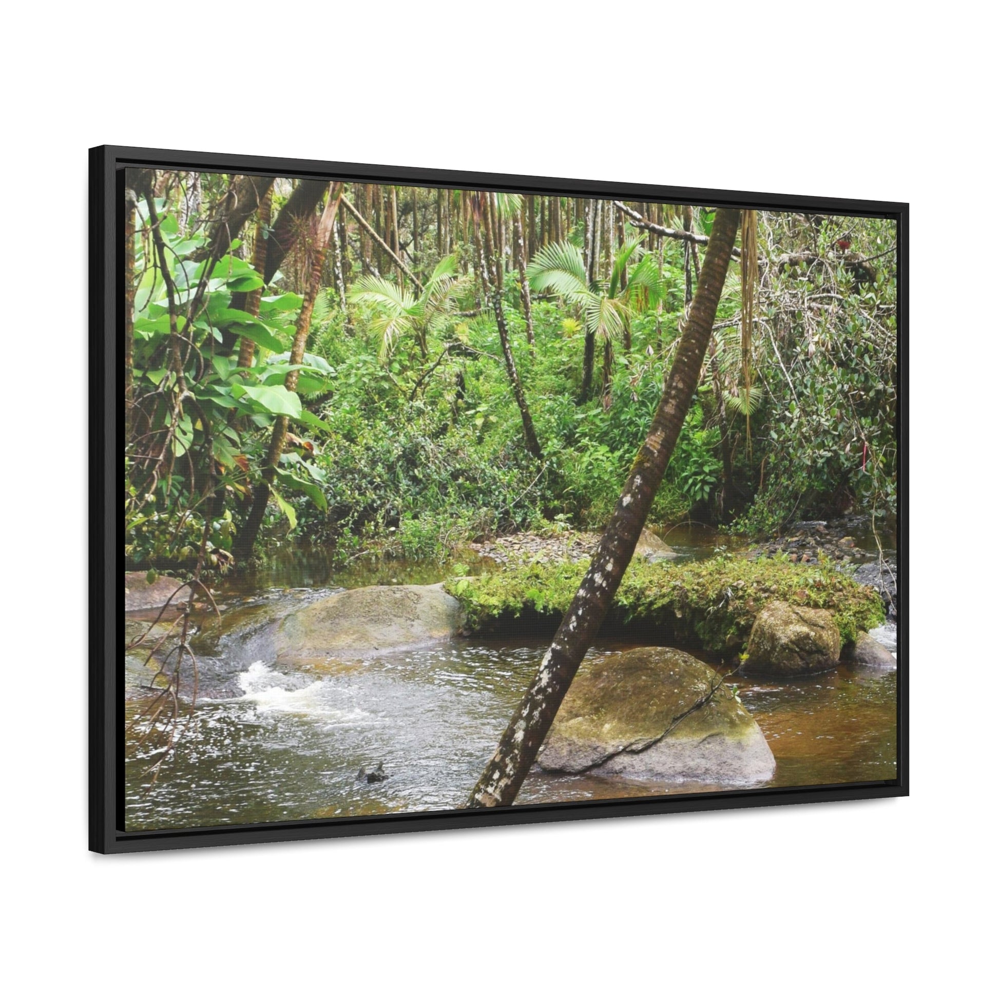 Rainforest Trails & Views - Gallery Canvas Wraps, Horizontal Frame - El Yunque National Forest - Puerto Rico - Rio Sabana hidden pond closeup - Green Forest Home