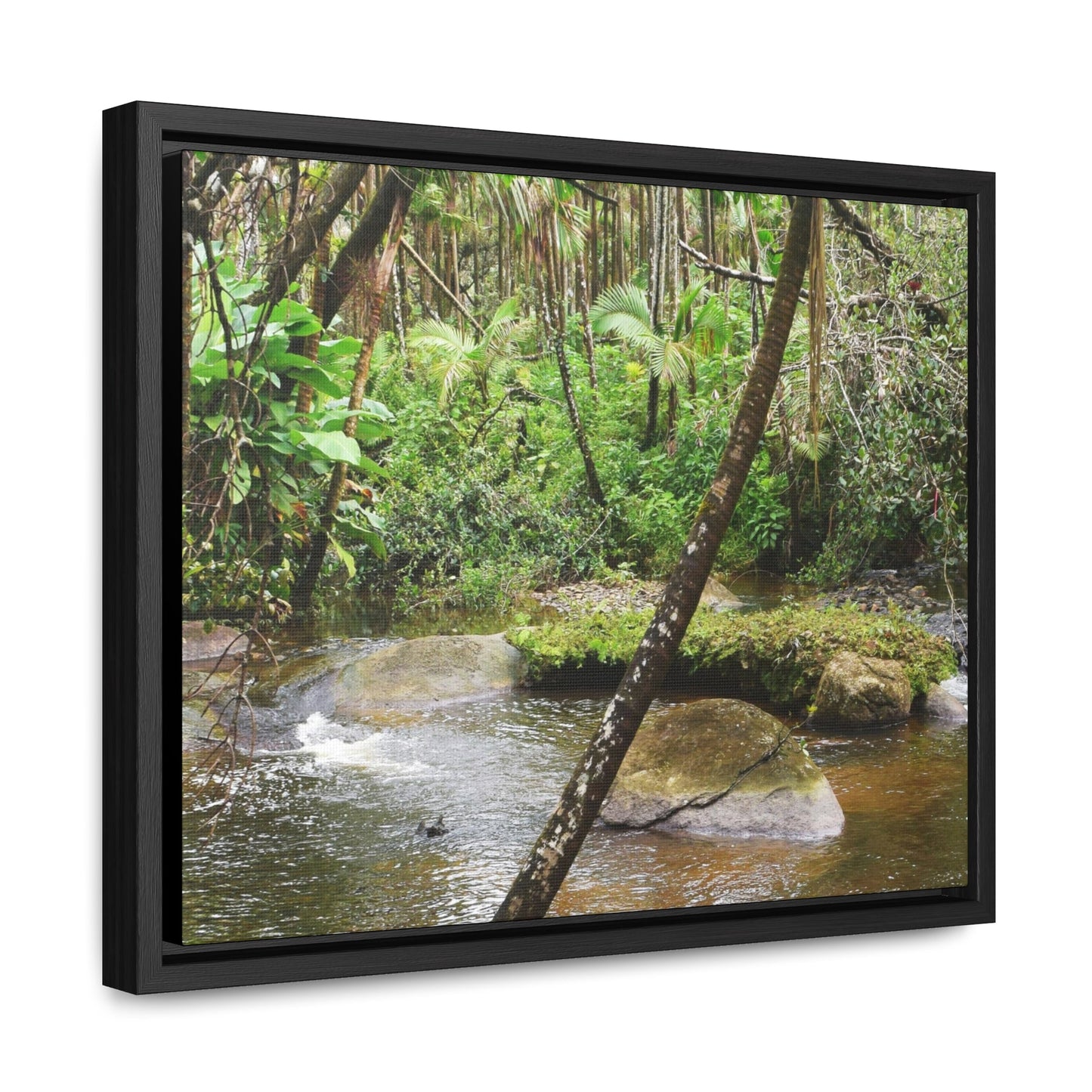 Rainforest Trails & Views - Gallery Canvas Wraps, Horizontal Frame - El Yunque National Forest - Puerto Rico - Rio Sabana hidden pond closeup - Green Forest Home