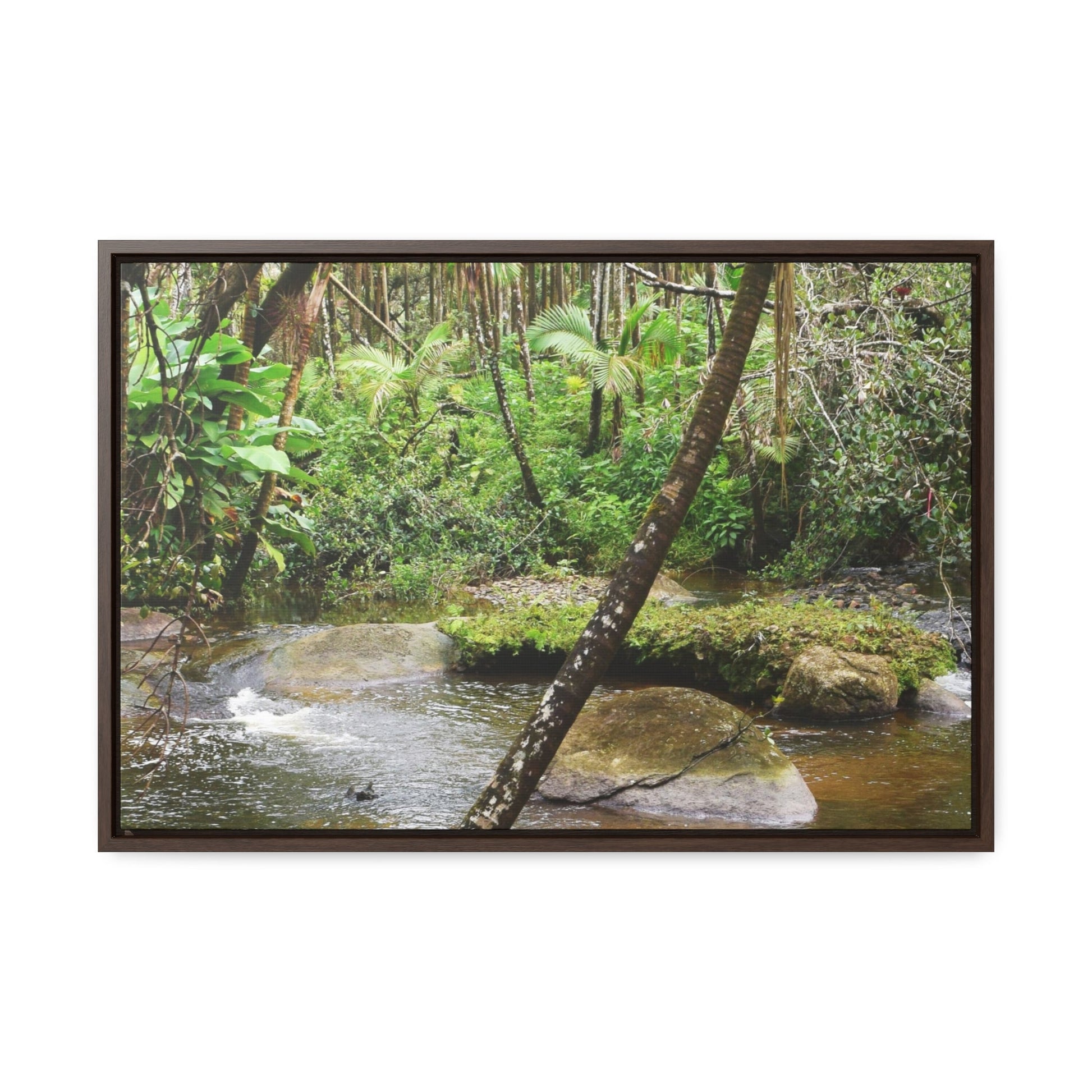 Rainforest Trails & Views - Gallery Canvas Wraps, Horizontal Frame - El Yunque National Forest - Puerto Rico - Rio Sabana hidden pond closeup - Green Forest Home