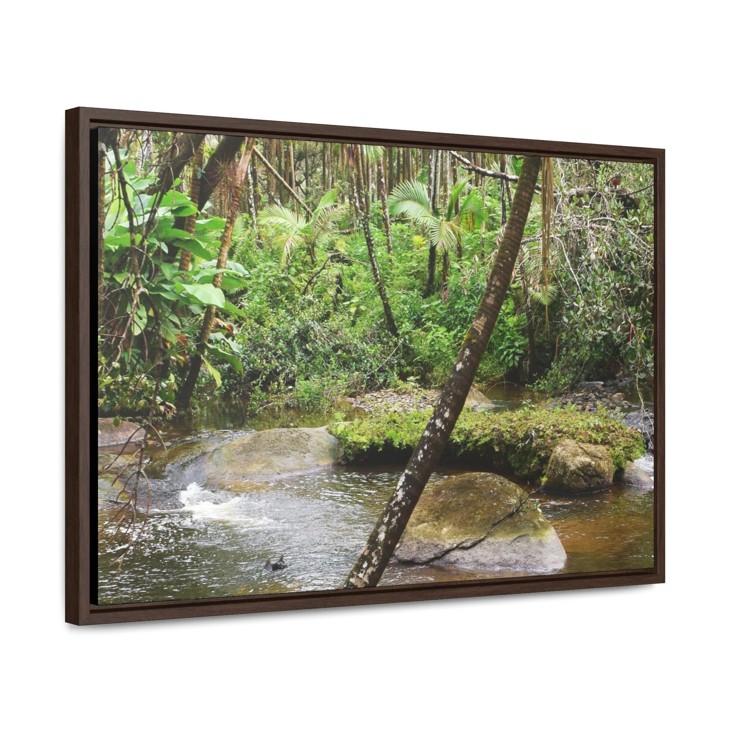 Rainforest Trails & Views - Gallery Canvas Wraps, Horizontal Frame - El Yunque National Forest - Puerto Rico - Rio Sabana hidden pond closeup - Green Forest Home