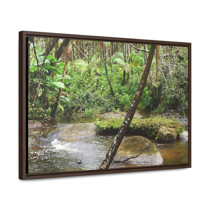 Rainforest Trails & Views - Gallery Canvas Wraps, Horizontal Frame - El Yunque National Forest - Puerto Rico - Rio Sabana hidden pond closeup - Green Forest Home
