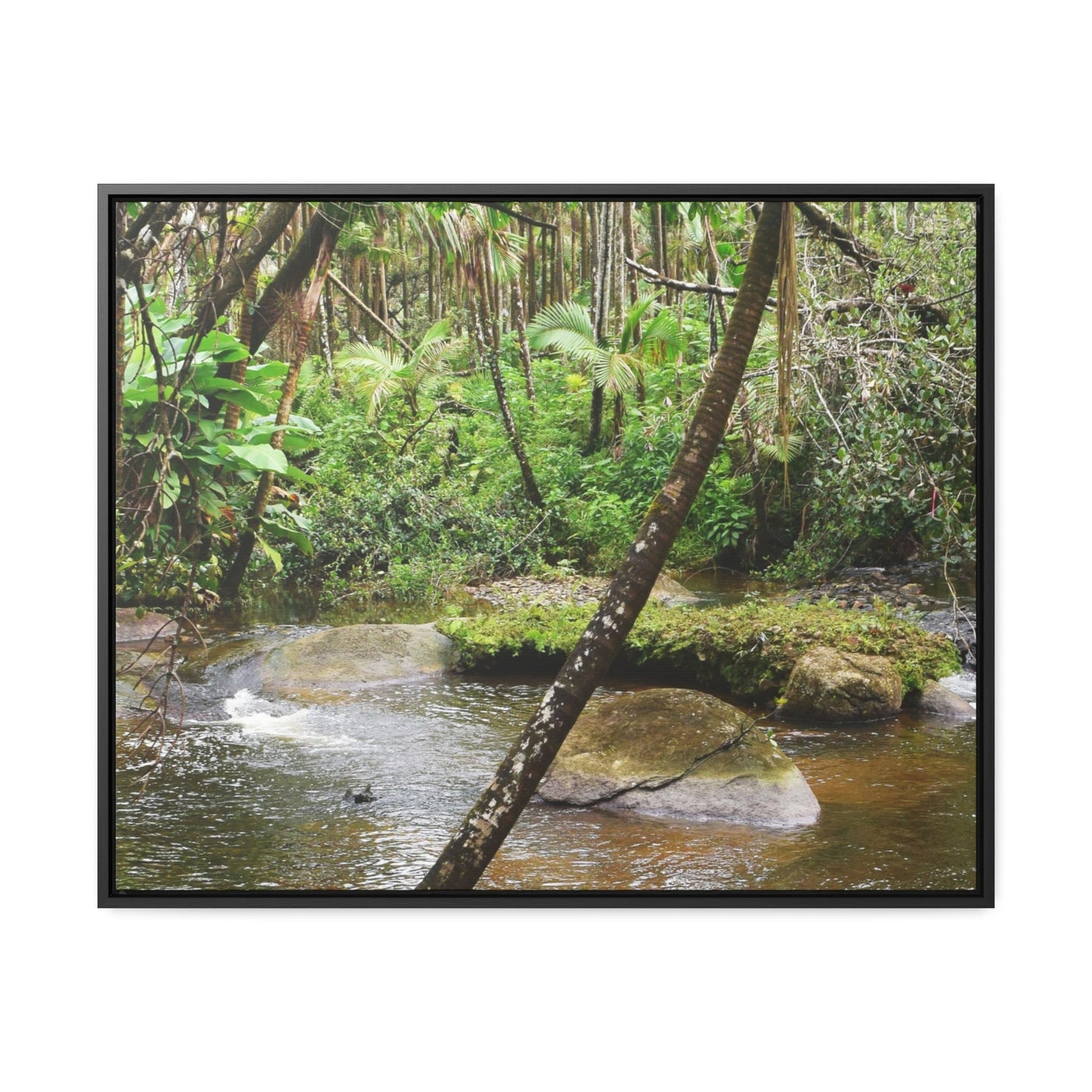 Rainforest Trails & Views - Gallery Canvas Wraps, Horizontal Frame - El Yunque National Forest - Puerto Rico - Rio Sabana hidden pond closeup - Green Forest Home