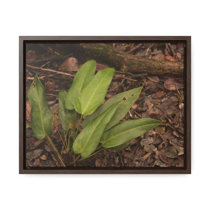 Rainforest Trails & Views - Gallery Canvas Wraps, Horizontal Frame - El Yunque National Forest - Puerto Rico - Rio Sabana one of over 250 plant species - Green Forest Home