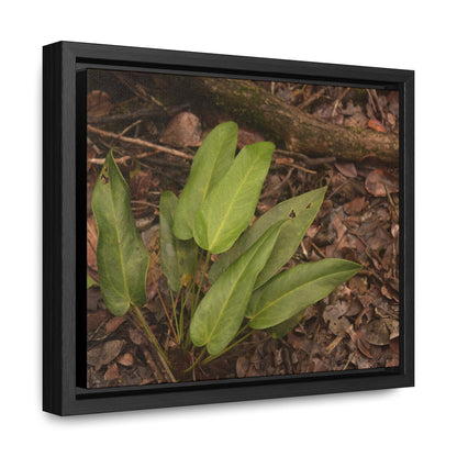 Rainforest Trails & Views - Gallery Canvas Wraps, Horizontal Frame - El Yunque National Forest - Puerto Rico - Rio Sabana one of over 250 plant species - Green Forest Home