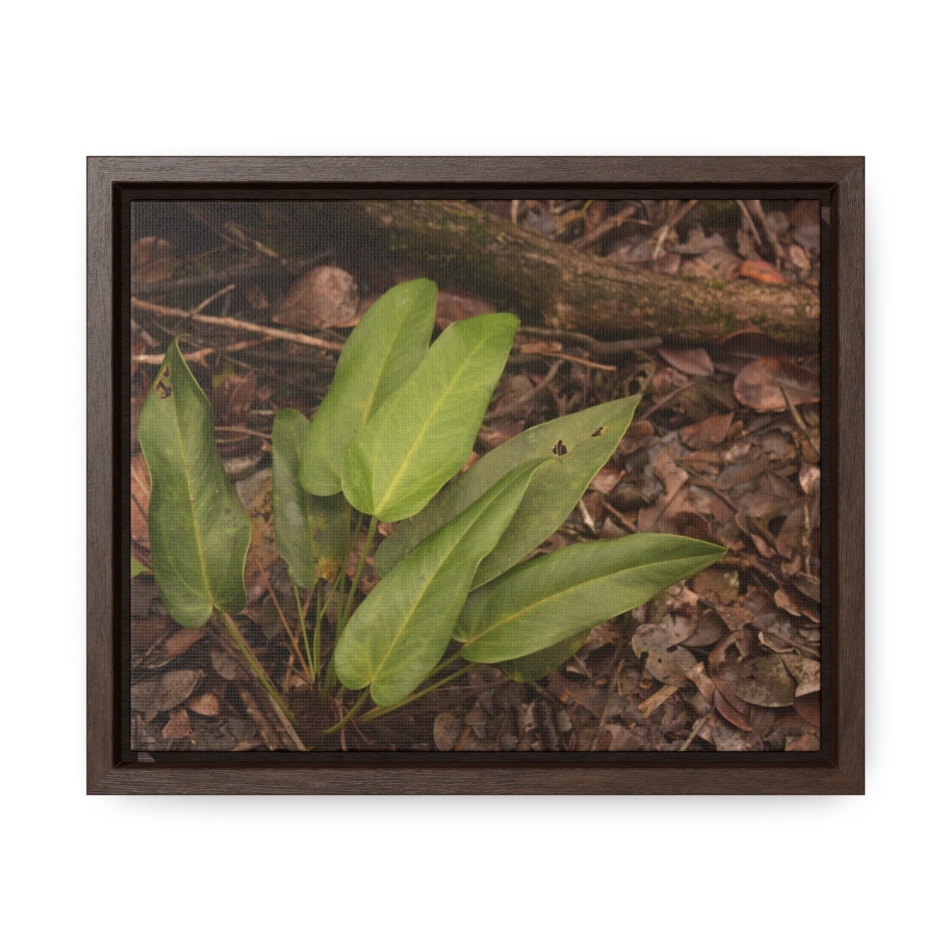Rainforest Trails & Views - Gallery Canvas Wraps, Horizontal Frame - El Yunque National Forest - Puerto Rico - Rio Sabana one of over 250 plant species - Green Forest Home