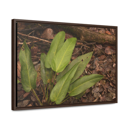 Rainforest Trails & Views - Gallery Canvas Wraps, Horizontal Frame - El Yunque National Forest - Puerto Rico - Rio Sabana one of over 250 plant species - Green Forest Home