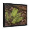 Rainforest Trails & Views - Gallery Canvas Wraps, Horizontal Frame - El Yunque National Forest - Puerto Rico - Rio Sabana one of over 250 plant species - Green Forest Home
