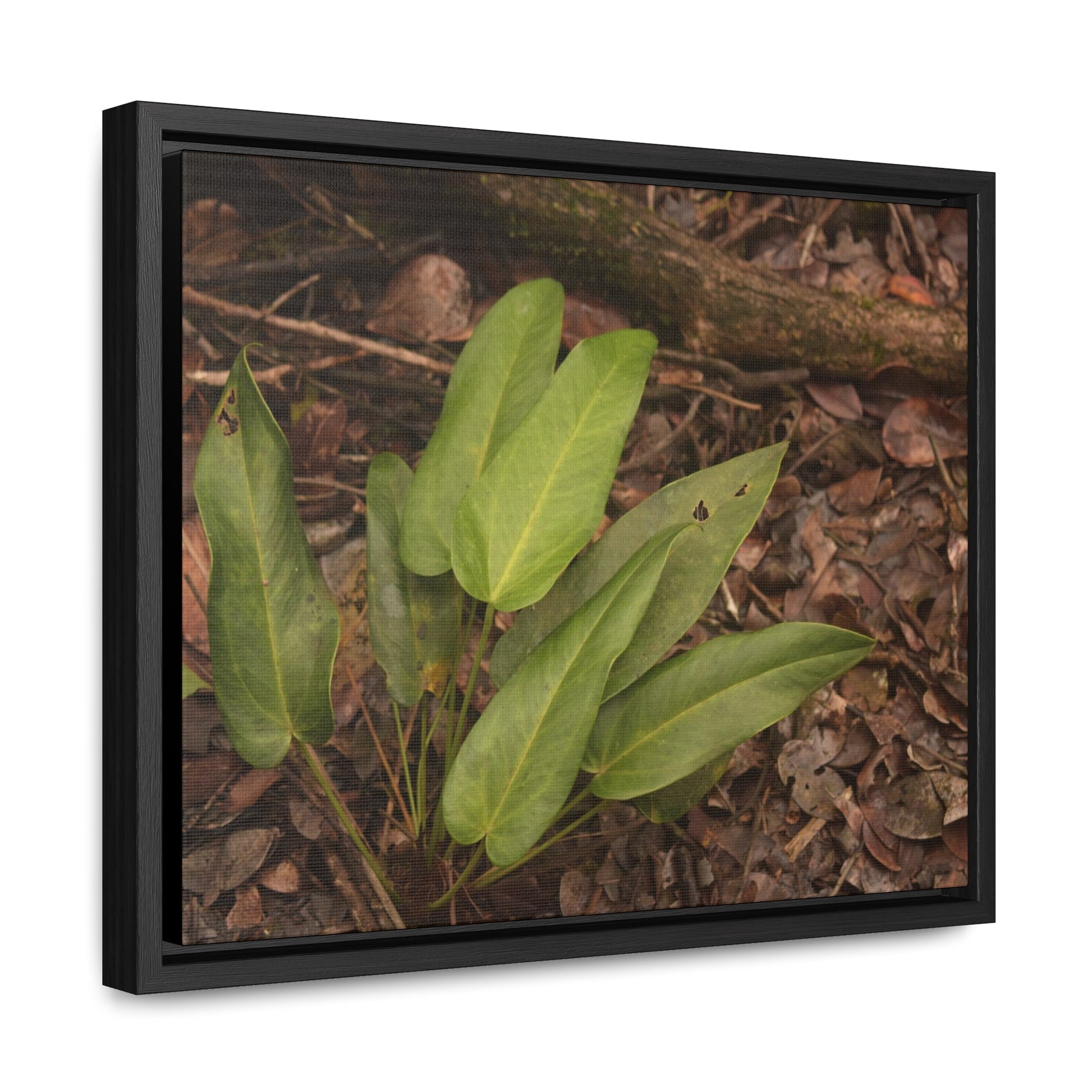 Rainforest Trails & Views - Gallery Canvas Wraps, Horizontal Frame - El Yunque National Forest - Puerto Rico - Rio Sabana one of over 250 plant species - Green Forest Home
