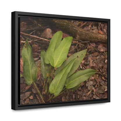 Rainforest Trails & Views - Gallery Canvas Wraps, Horizontal Frame - El Yunque National Forest - Puerto Rico - Rio Sabana one of over 250 plant species - Green Forest Home