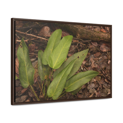 Rainforest Trails & Views - Gallery Canvas Wraps, Horizontal Frame - El Yunque National Forest - Puerto Rico - Rio Sabana one of over 250 plant species - Green Forest Home