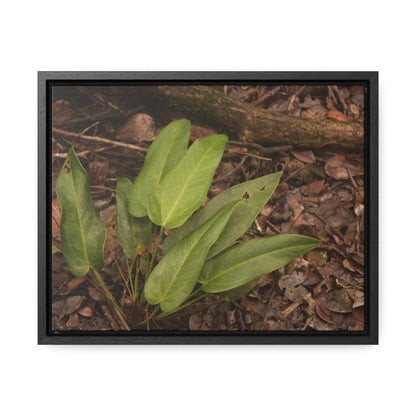 Rainforest Trails & Views - Gallery Canvas Wraps, Horizontal Frame - El Yunque National Forest - Puerto Rico - Rio Sabana one of over 250 plant species - Green Forest Home