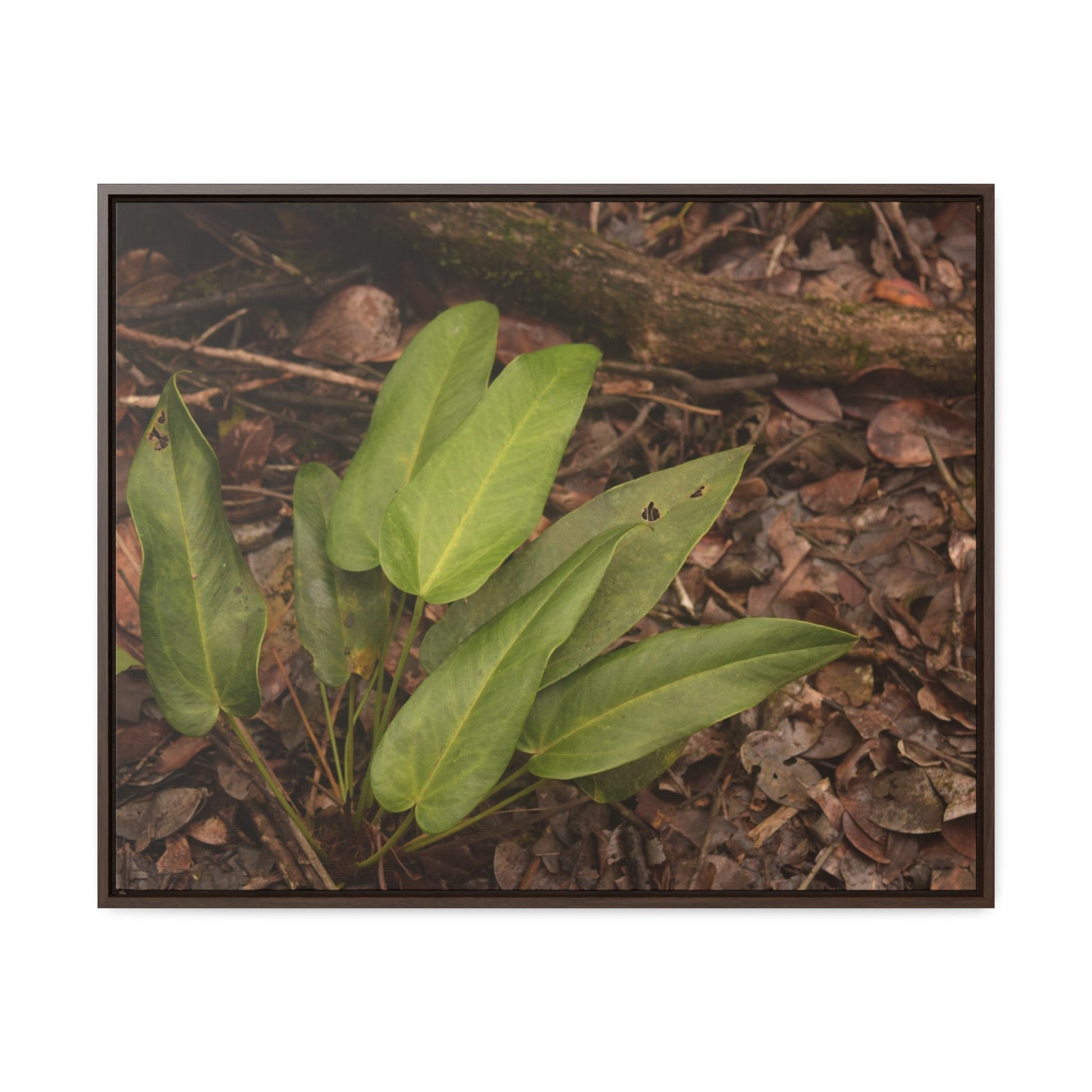 Rainforest Trails & Views - Gallery Canvas Wraps, Horizontal Frame - El Yunque National Forest - Puerto Rico - Rio Sabana one of over 250 plant species - Green Forest Home