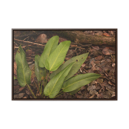 Rainforest Trails & Views - Gallery Canvas Wraps, Horizontal Frame - El Yunque National Forest - Puerto Rico - Rio Sabana one of over 250 plant species - Green Forest Home